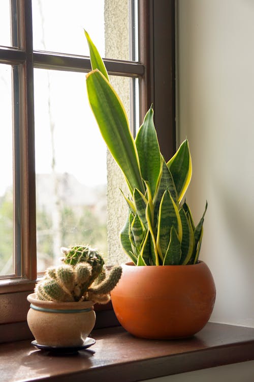 Δωρεάν στοκ φωτογραφιών με sansevieria, γλάστρες με φυτά, διακόσμηση