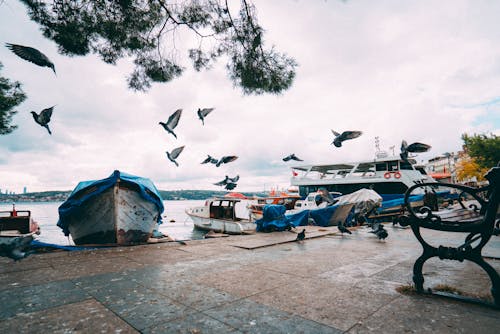 Boats on the Harbor