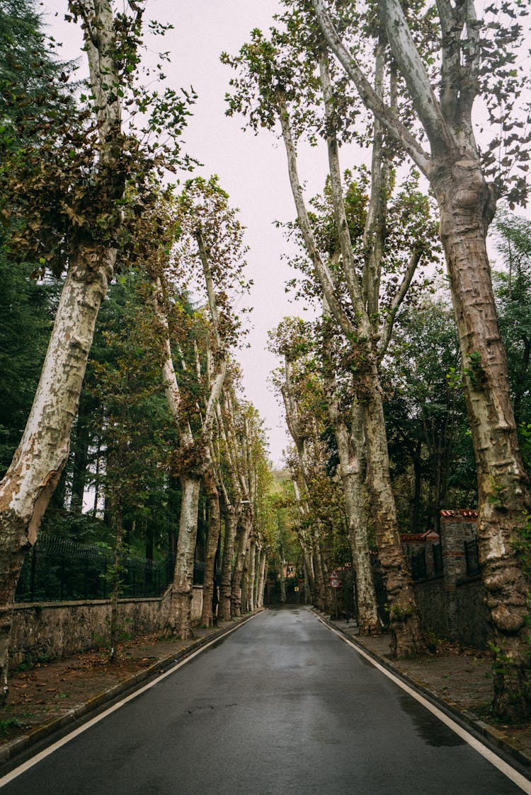 Trees Around Road After Rain