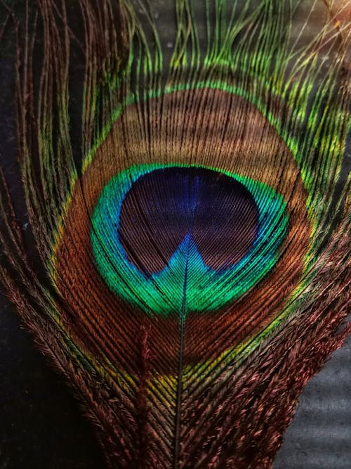 공작의 깃털, 다채로운, 수직 쐈어의 무료 스톡 사진