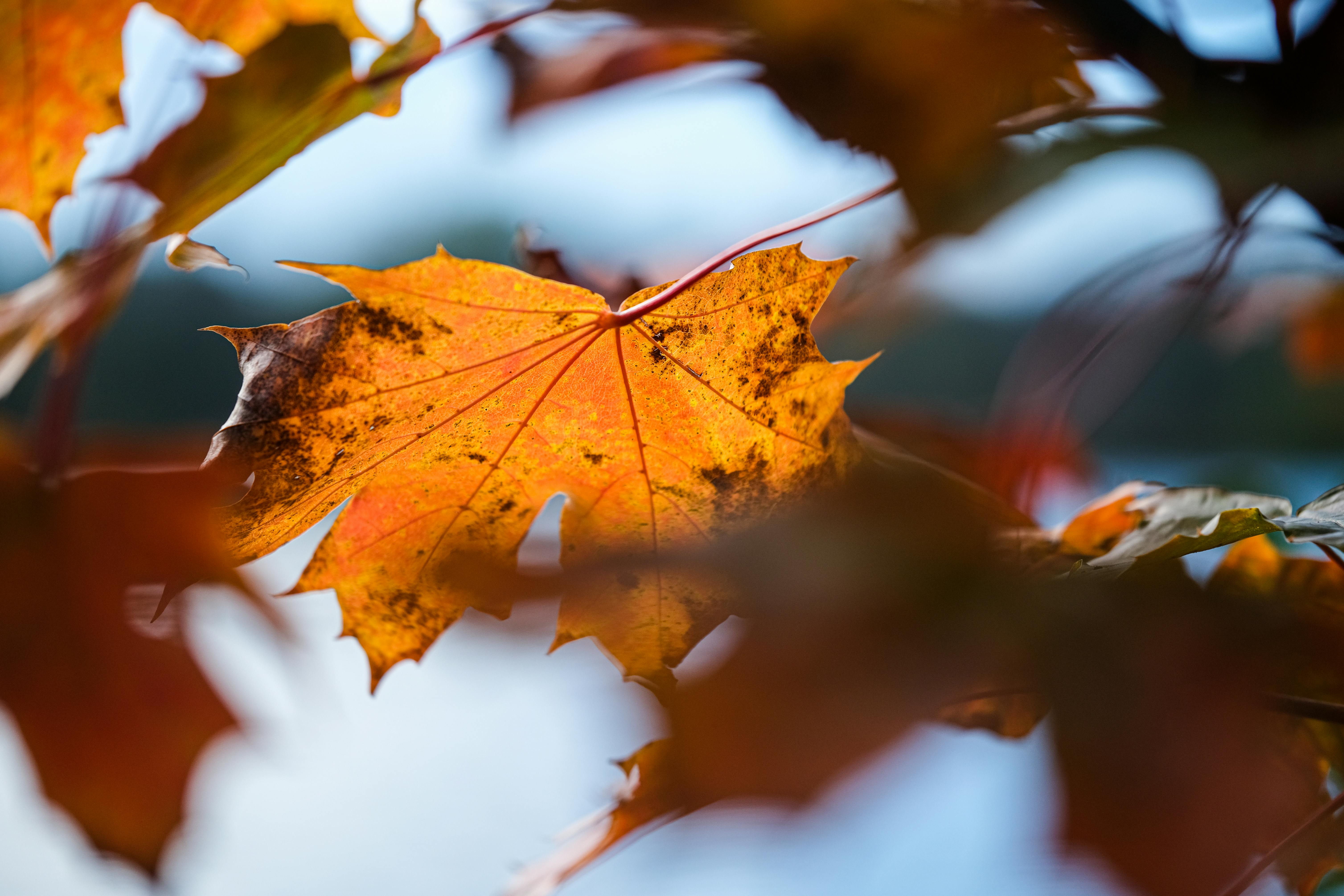 Orange Leaf on White Surface · Free Stock Photo