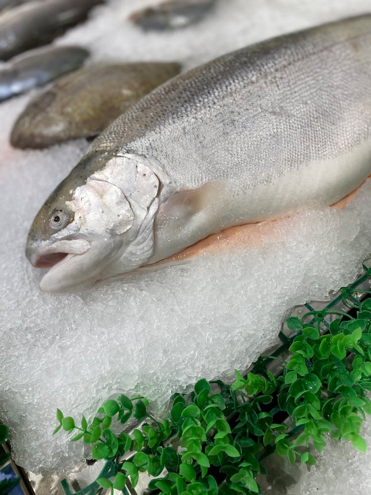 Close-up Of Fish On Crushed Ice