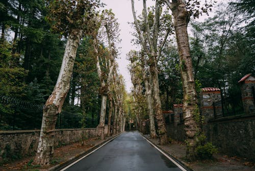 Foto stok gratis basah, hujan, jalan