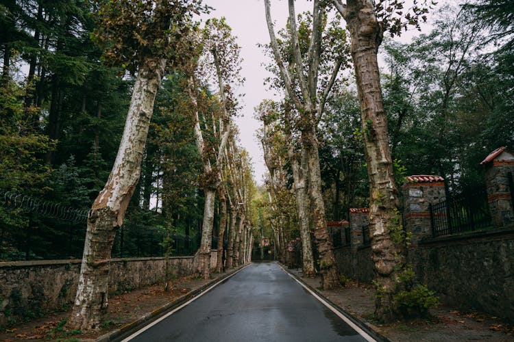 Trees Around Road After Rain