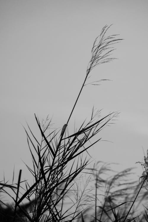 Бесплатное стоковое фото с дикая трава, камыш, листья