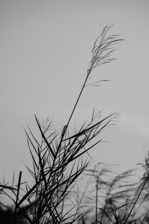 Free Monochrome image depicting wild grass silhouette against an overcast sky. Stock Photo