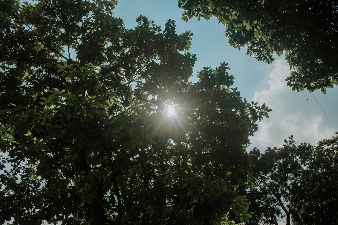 sunlight rays through trees