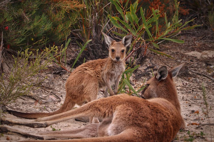 A Close-Up Shot Of Kangaroos