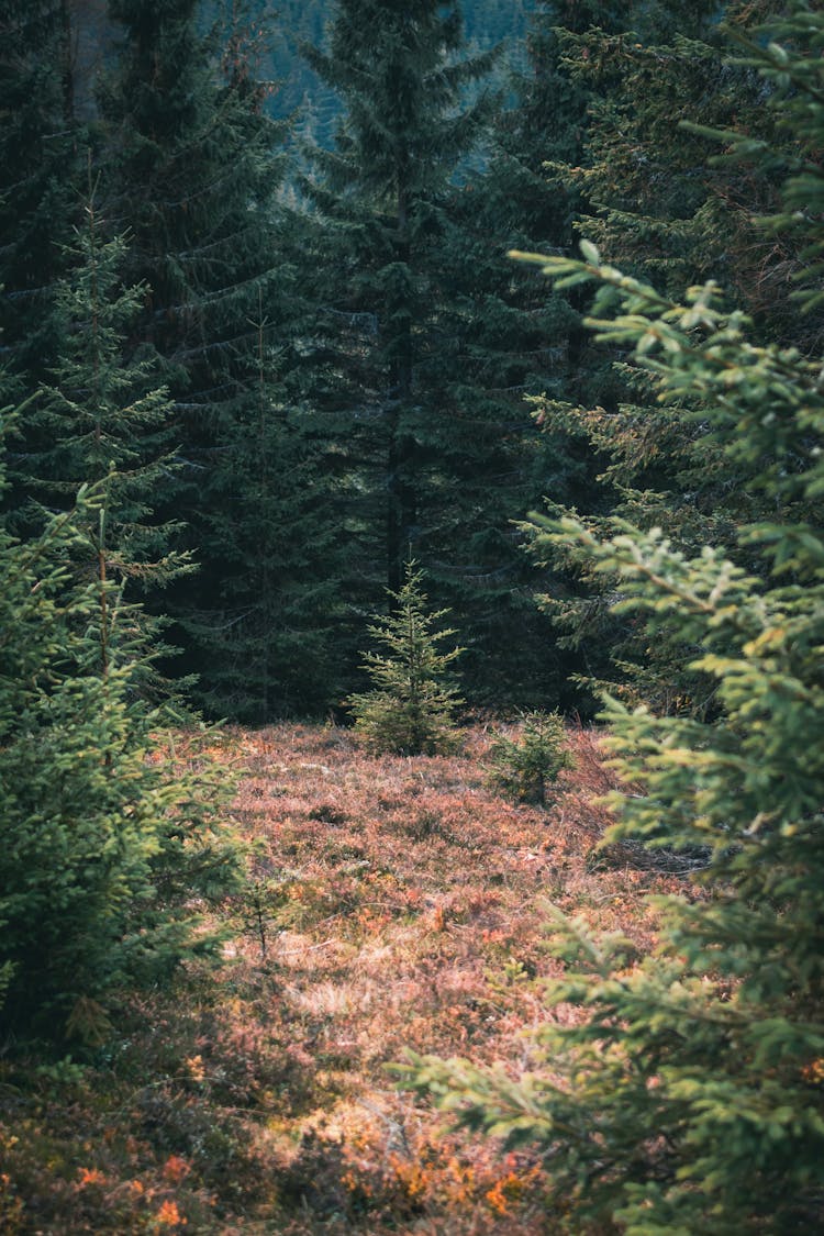 Inside Of A Conifer Forest 