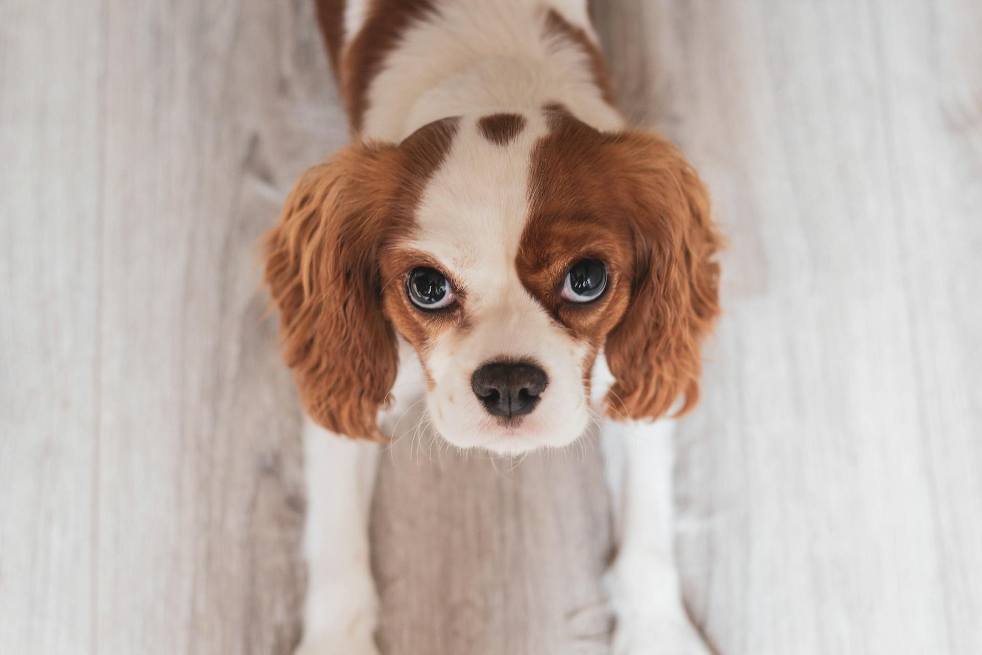 Vit och röd Cavalier King Charles Spaniel valp närbildsfoto