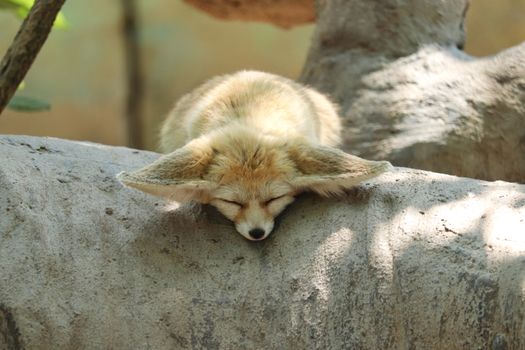 fox photo