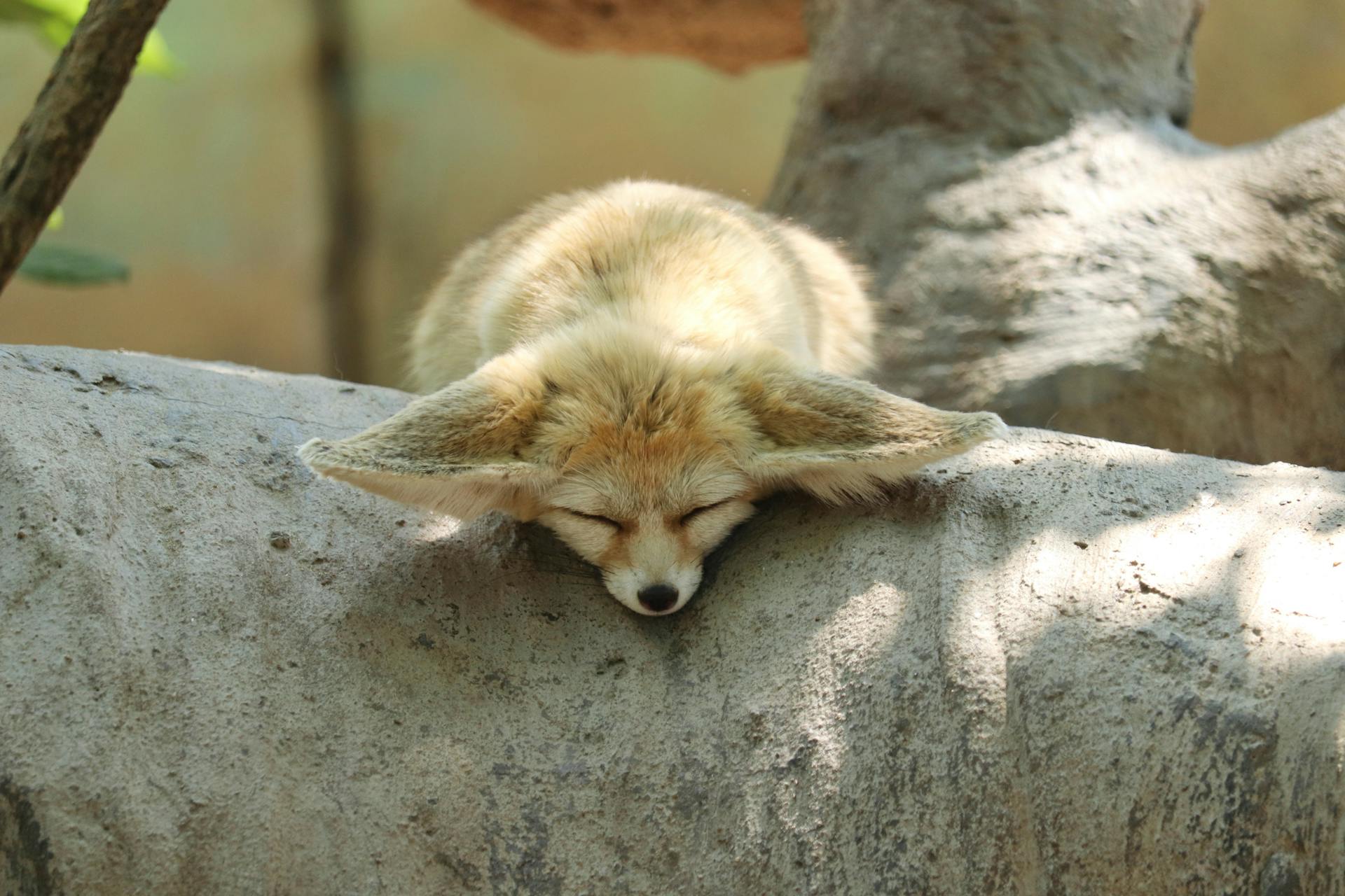 Een slapende Fennec-vos