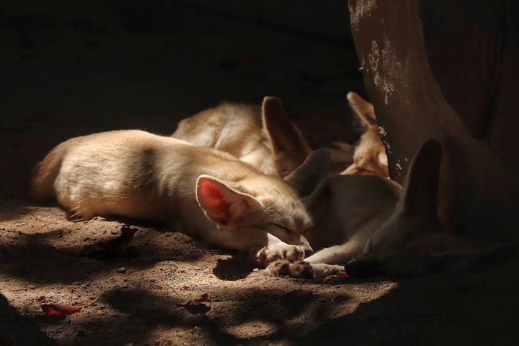 Close-Up Photograph Of Fennec Foxes Sleeping