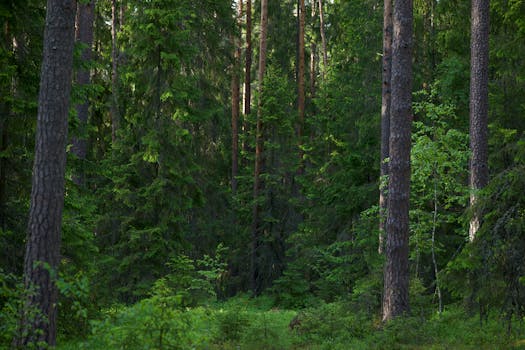 Lush green forest with towering pines capturing the essence of nature's tranquility.