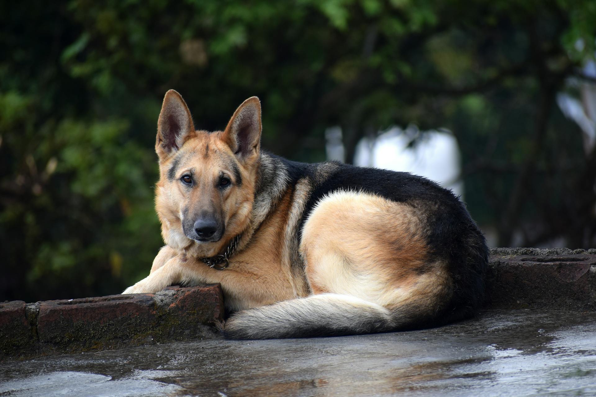 En vuxen svart och brun schäferhund som ligger på golvet