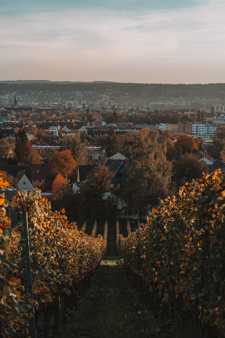 A View Of A City From A Vineyard