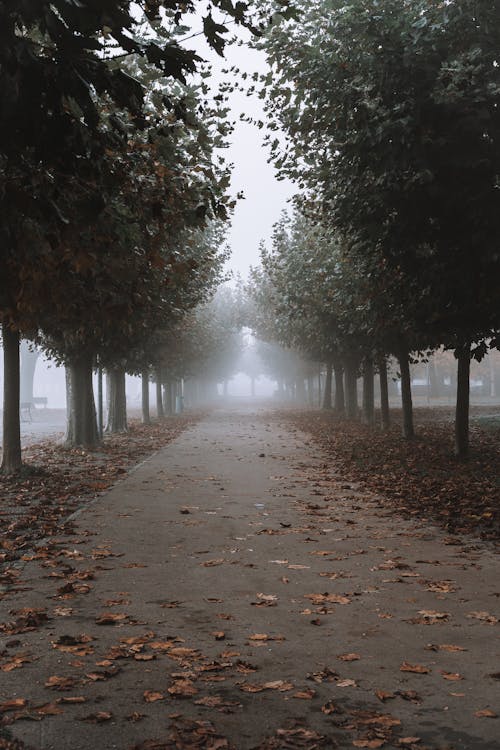 A Pathway at a Park during a Foggy Day