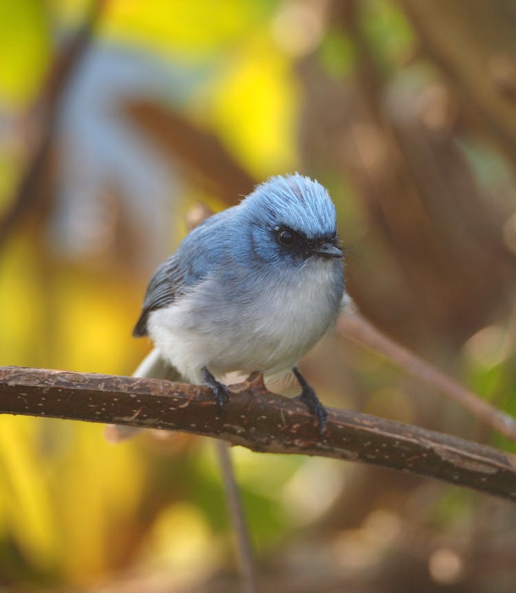 Close-up Of A Flycatcher Bird