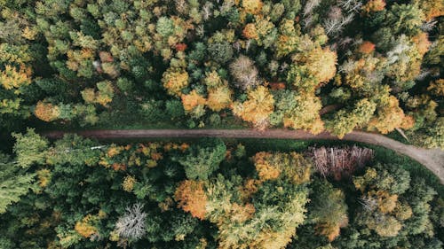 Aerial View of an Unpaved Road in the Forest