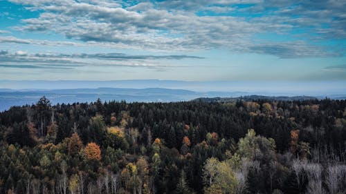 Foto profissional grátis de árvores verdes, céu azul, declínio