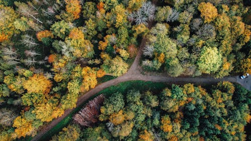 An Aerial Photography of Green and Yellow Trees at the Forest