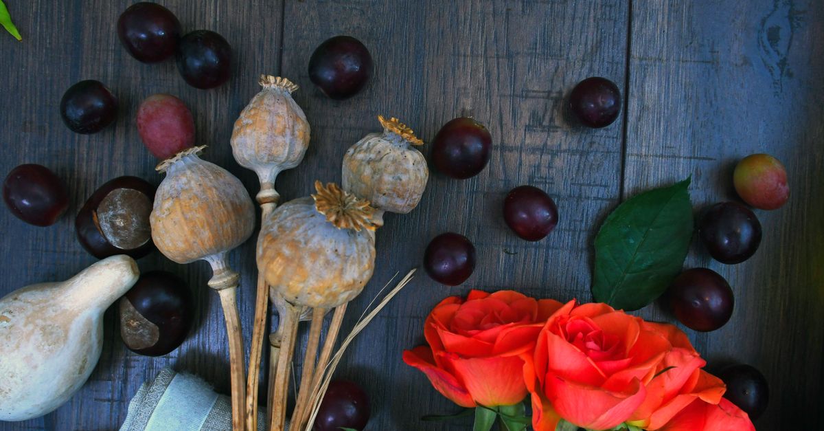 A vibrant still life featuring roses, grapes, and seeds on a rustic wooden background. - Evidence evidence guide for grape seed extract cognitive performance randomized trial