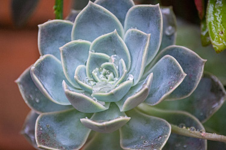 Close-Up Shot Of A Plant 