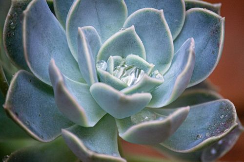 Free Detailed view of Echeveria succulent with water droplets on leaves, showcasing natural beauty. Stock Photo