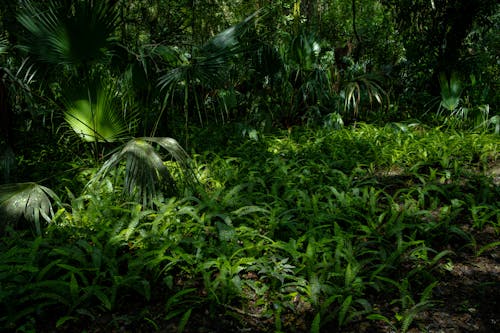 Immagine gratuita di alberi, ambiente, fogliame