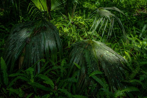 Ingyenes stockfotó botanikus, buja, dzsungel témában