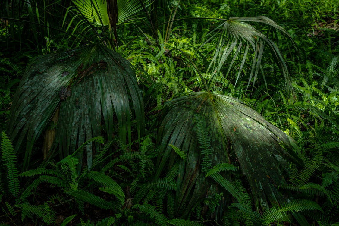 シダ, シダの葉, ジャングルの無料の写真素材