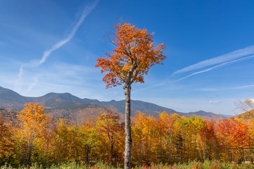 Northeast Faces Gusty Winds and Rain—Fall Foliage at Risk