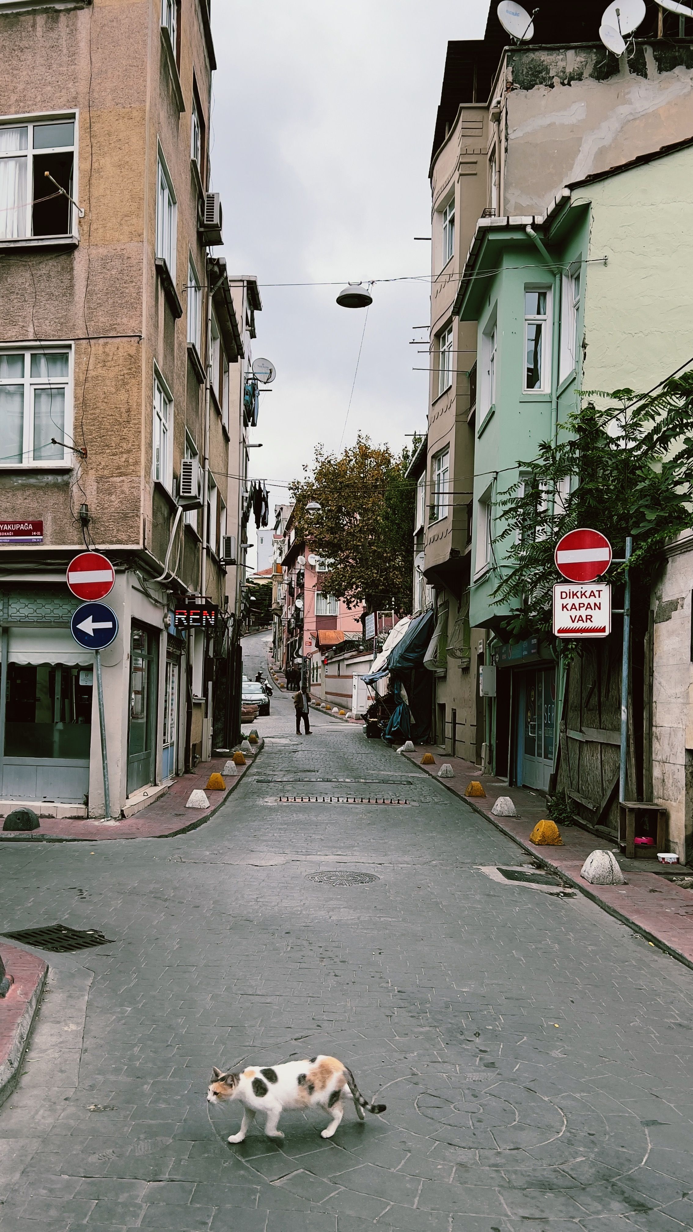 A stray cat walks through a peaceful alleyway in Istanbul, Turkey, surrounded by traditional architecture.