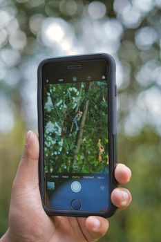 Close-up of a hand holding a smartphone taking a picture of a tree outdoors.