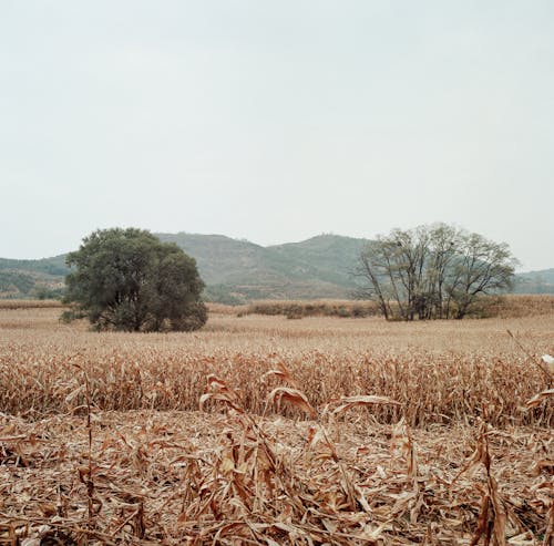Foto d'estoc gratuïta de agricultura, blat de moro, camp