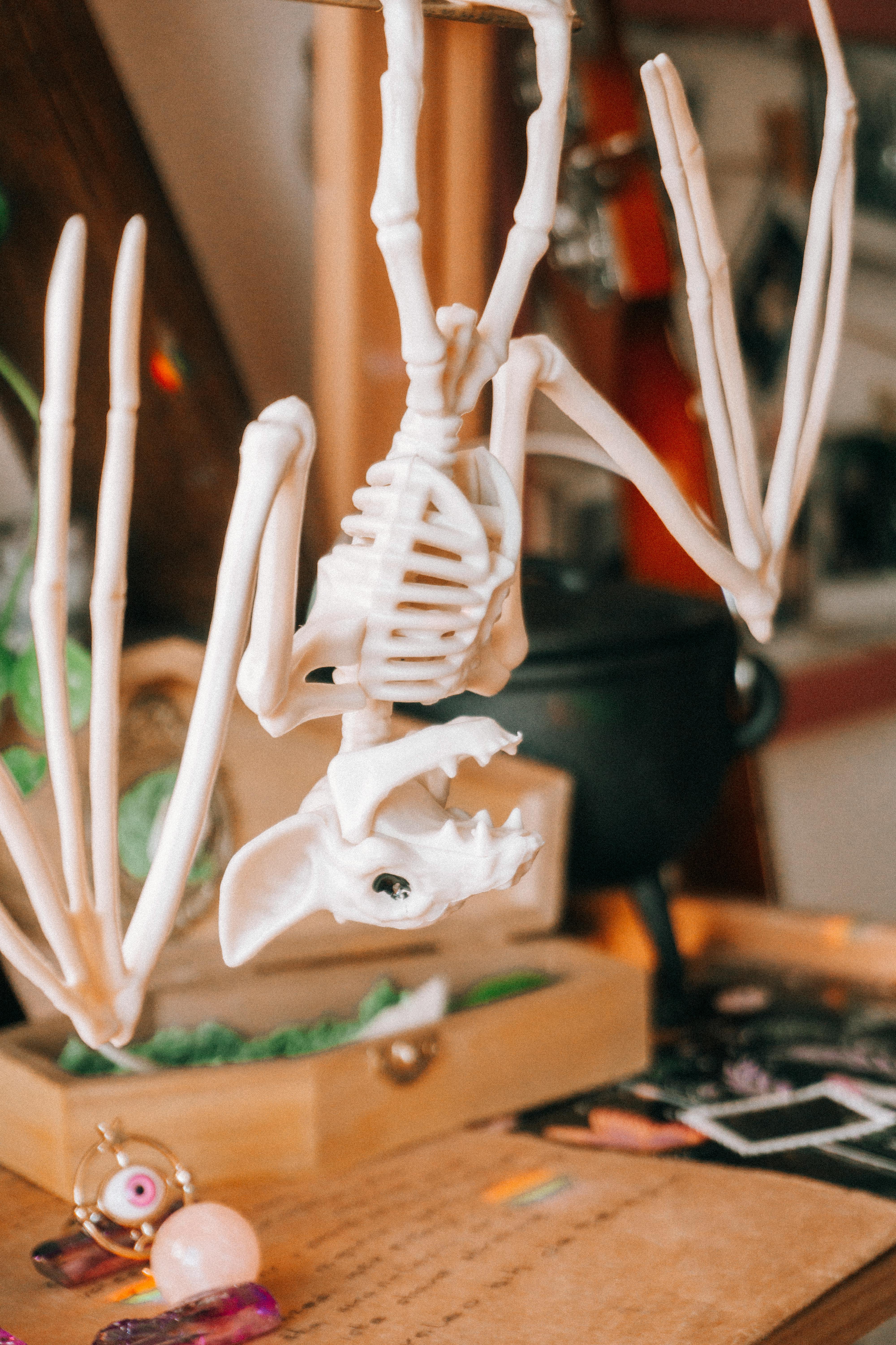 Bat Wings Skeleton Photos, Download The BEST Free Bat Wings Skeleton