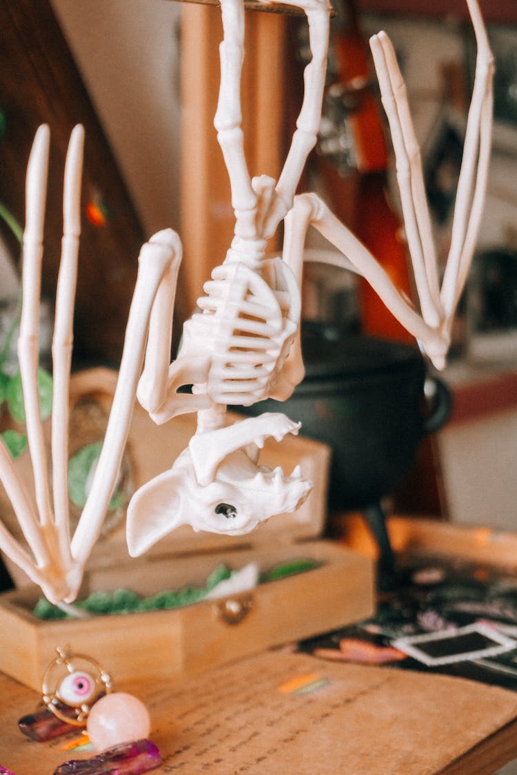 A Bat Skeleton