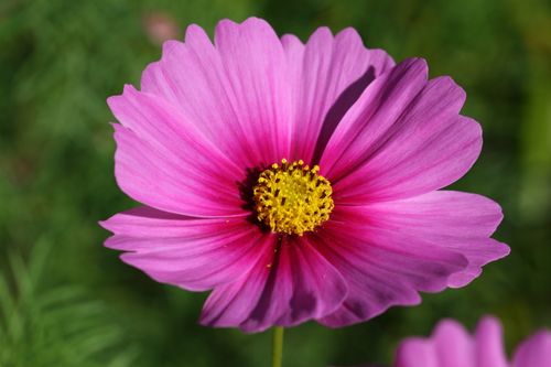Free Close-up of a vibrant pink cosmos flower with yellow stamen, showcasing its delicate petals. Stock Photo