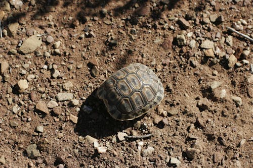 Photos gratuites de animal, carapace, coquille