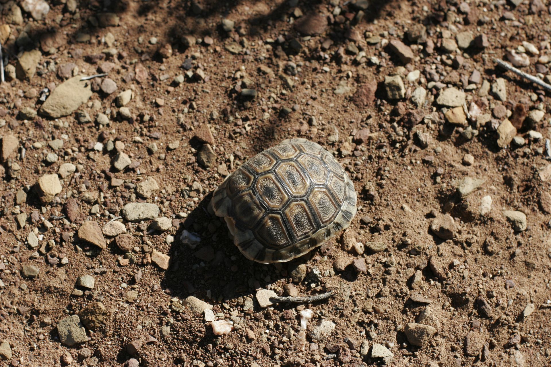 Close-up of a tortoise shell on a rocky ground, highlighting natural patterns and textures.