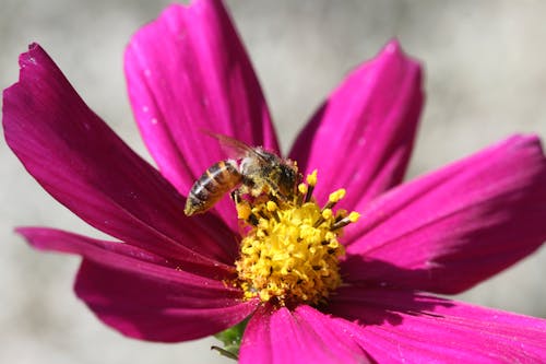 Gratis Fotos de stock gratuitas de abeja, de cerca, flor lila Foto de stock
