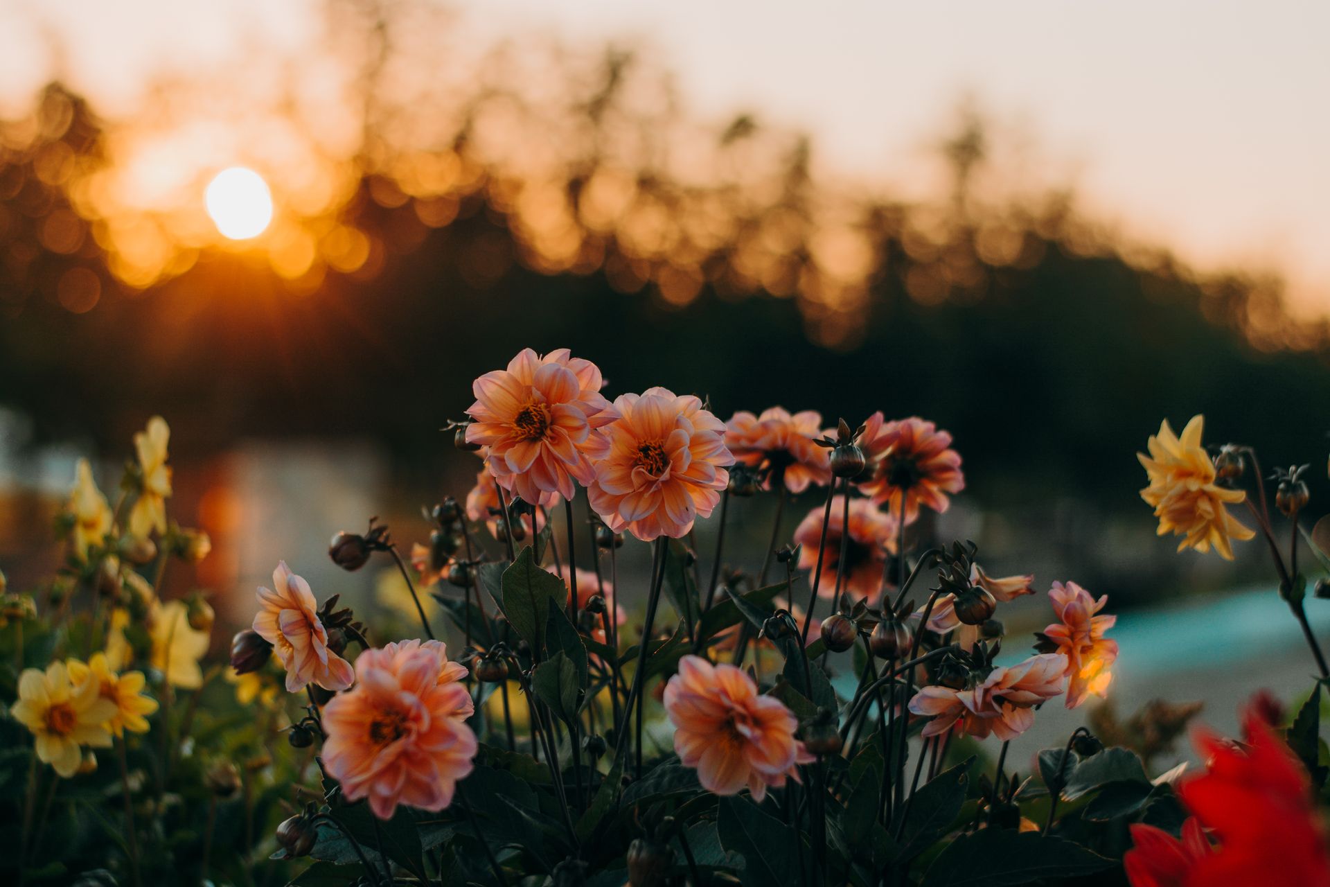 Close-Up Photography of Flowers