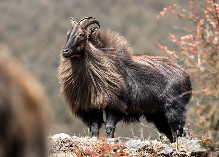 A Himalayan Tahr On The Rock