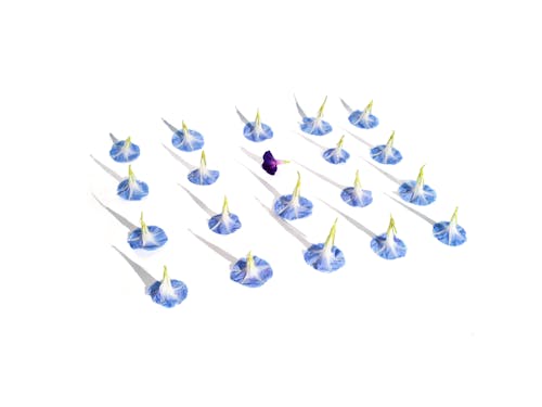 Blue Flowers in Rows