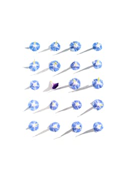 Top view of blue flowers on white background creating a striking shadow pattern.