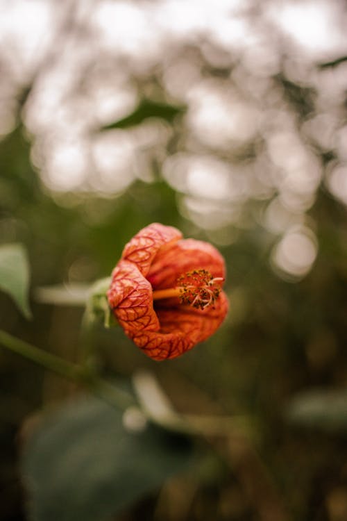 Immagine gratuita di abutilon, avvicinamento, fiore rosso