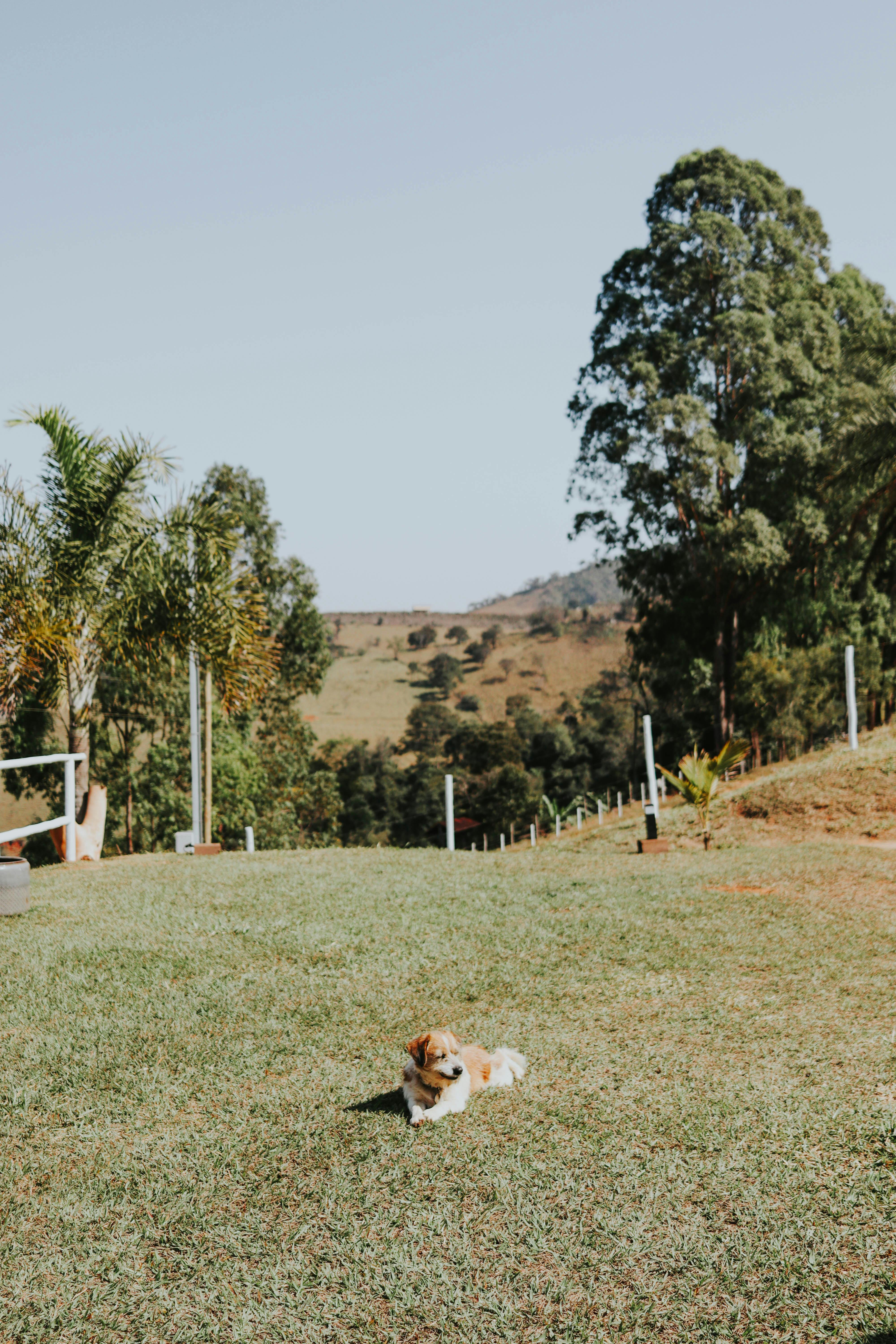 A cute puppy lying on a grassy hill with a scenic tree-filled background.