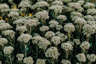 暮色中，美丽的田野上茂密的花丛，展示着郁郁葱葱的绿意和充满活力的花朵