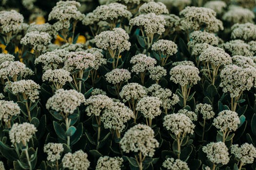 暮色中，美丽的田野上茂密的花丛，展示着郁郁葱葱的绿意和充满活力的花朵