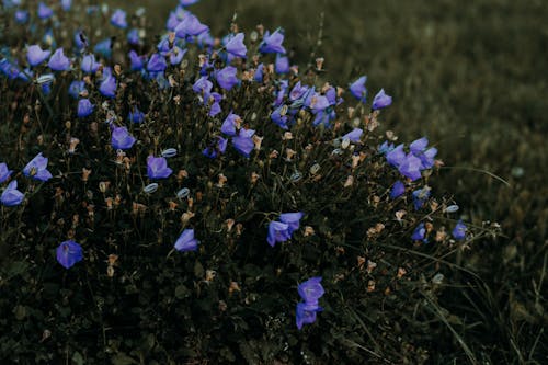 Nahaufnahme Fotografie Von Lila Blumen